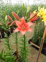 [4073 Colares VH No101.JPG]